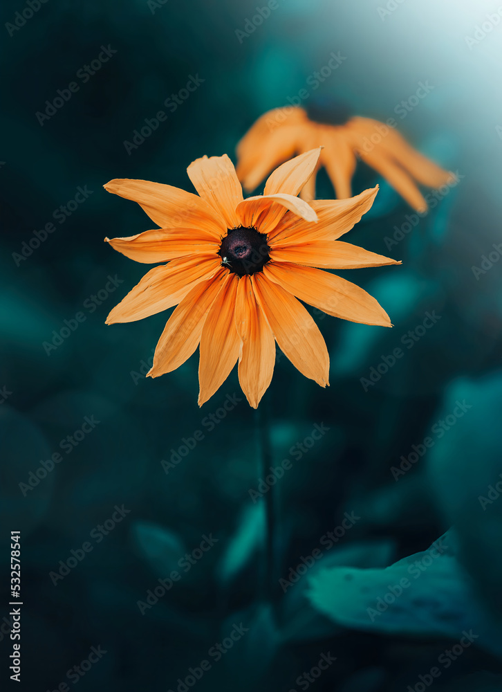 一朵黄黑眼的苏珊（Rudbeckia）花的特写，背景是深色和忧郁的boke
