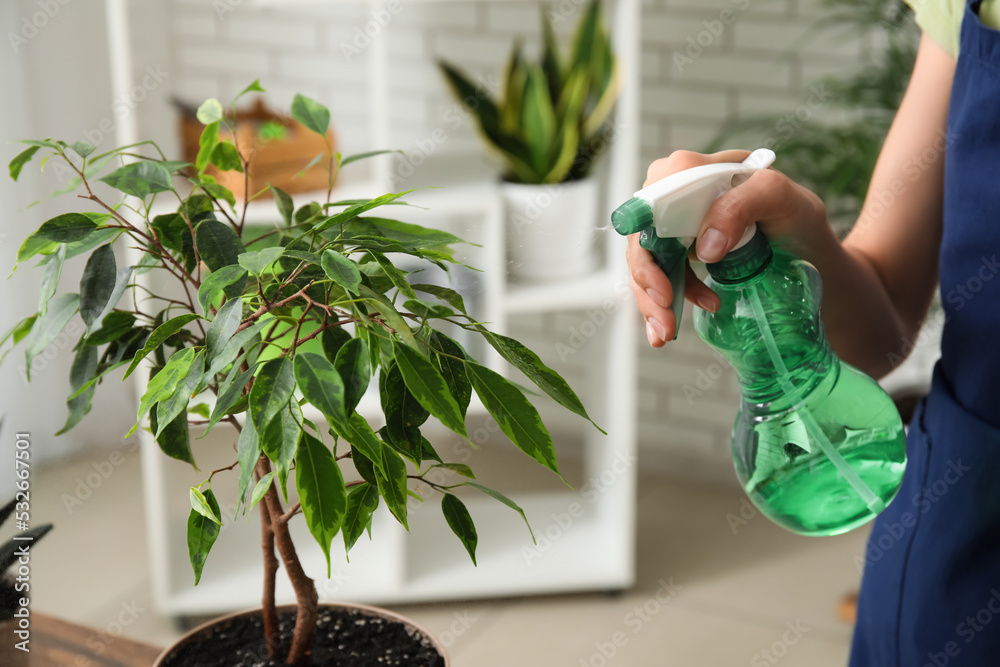 Woman spraying water onto ficus tree at home, closeup