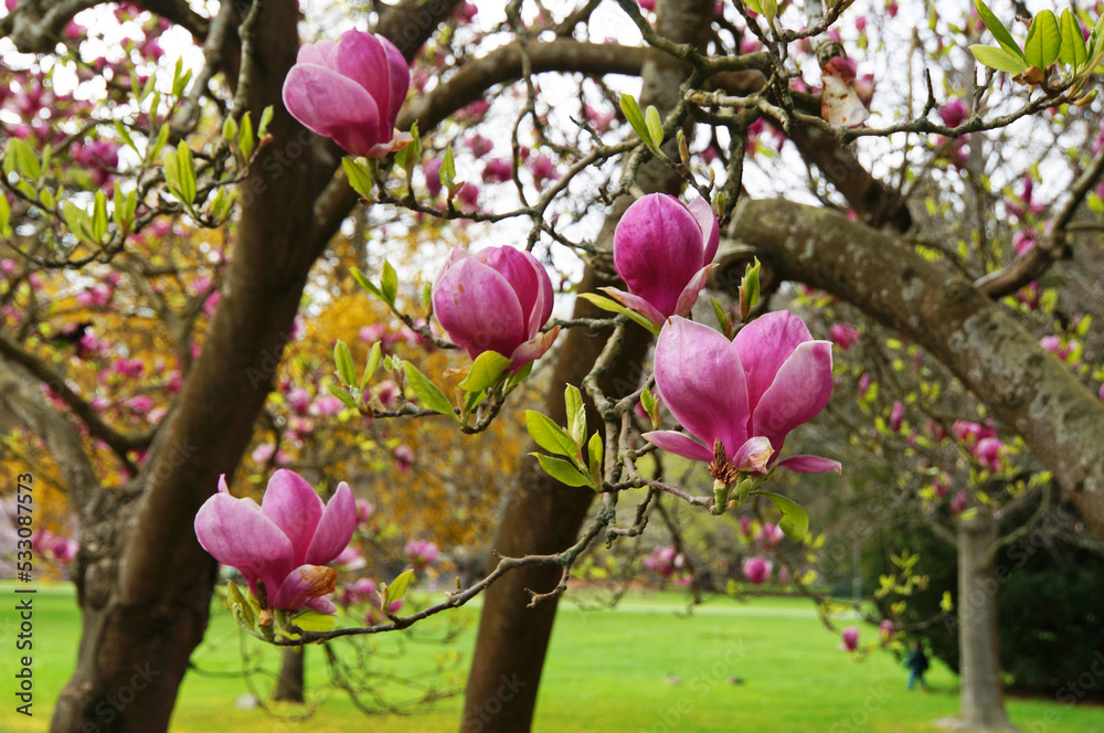 新西兰克赖斯特彻奇植物园里美丽的粉红色木兰花特写