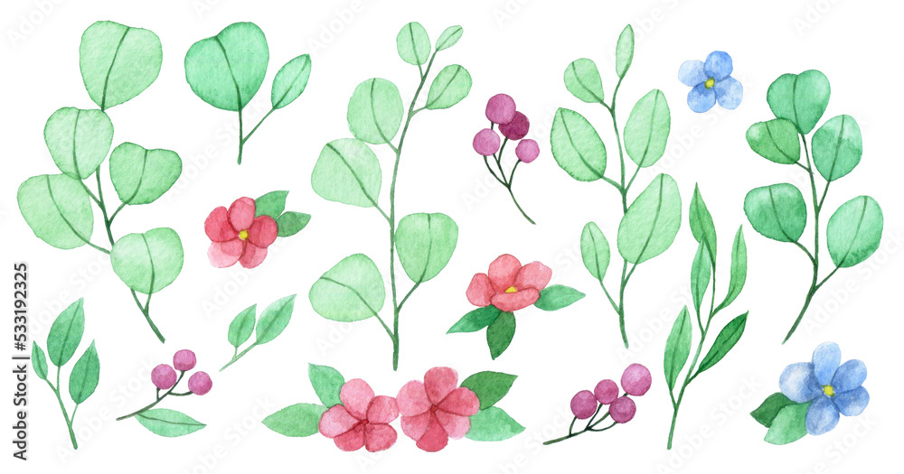 水彩画。一组可爱的桉树叶子、花朵和浆果。简单的风格化p图
