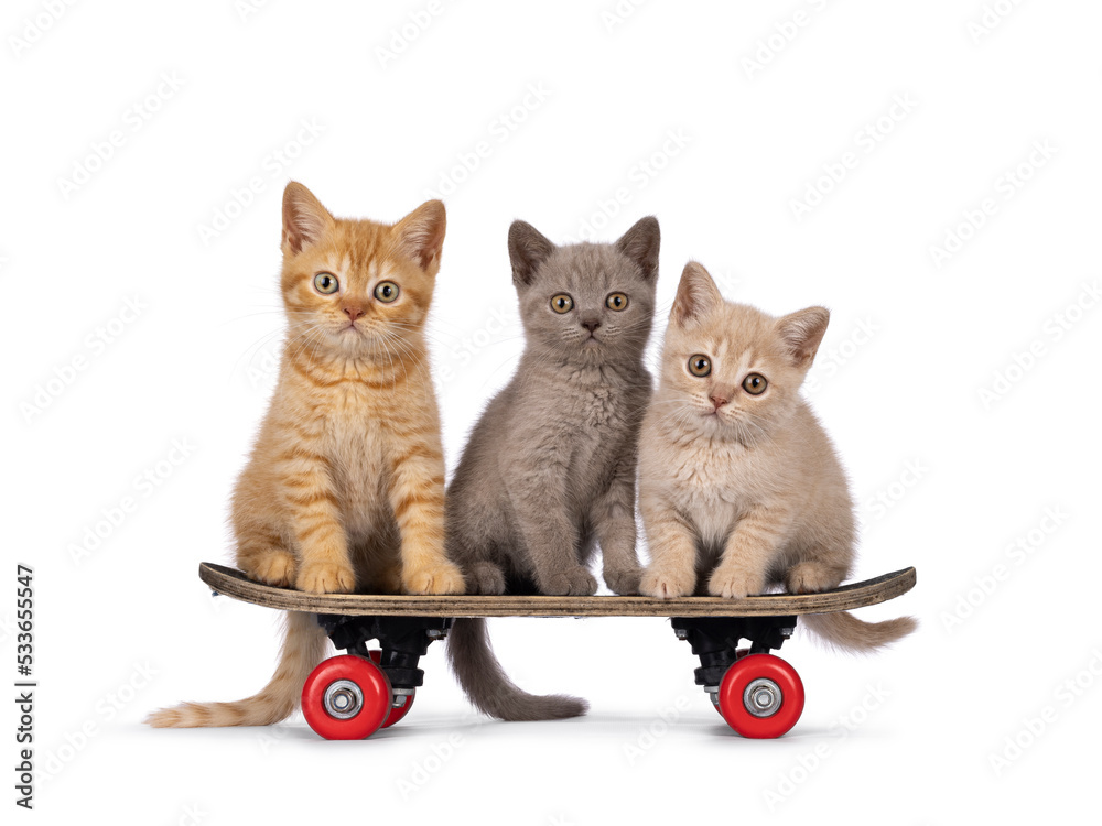 3只可爱的红色英国短毛小猫，坐在儿童滑板上。直视镜头。我