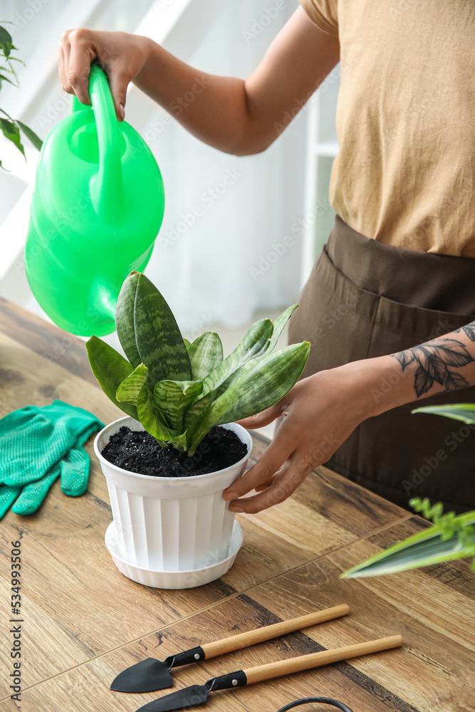 Woman watering potted houseplant at home