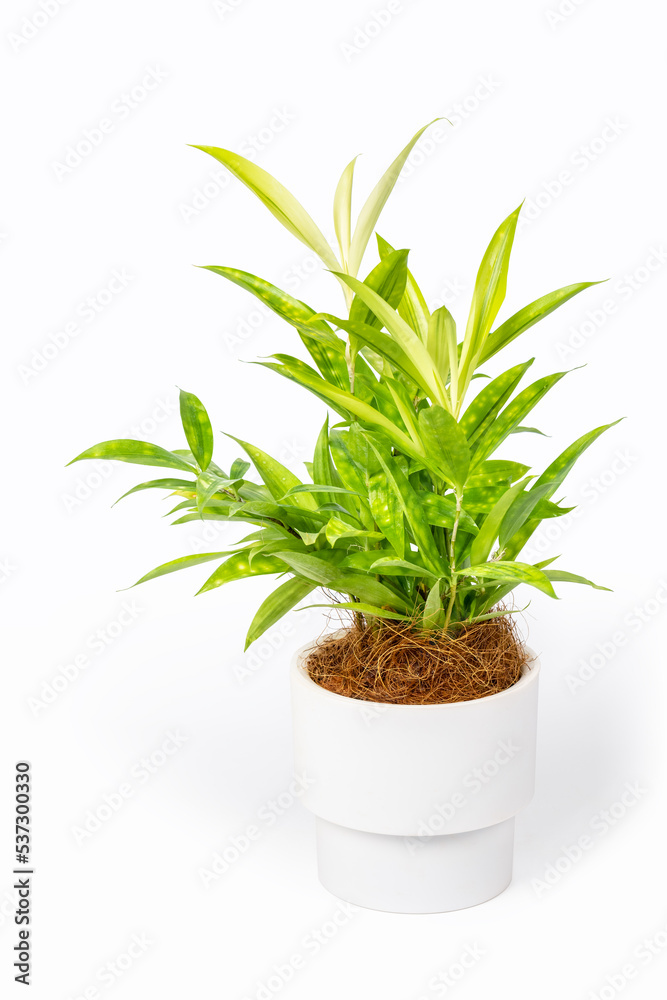 白色盆栽绿色植物