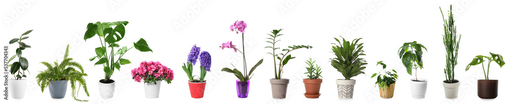 Collage of houseplants in pots on white background