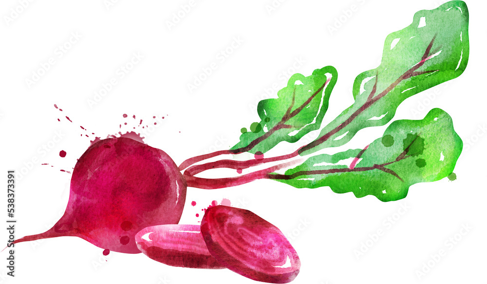 甜菜根的水彩手绘插图