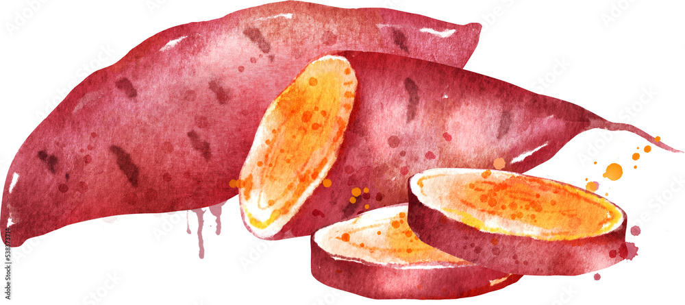 红薯的水彩插图