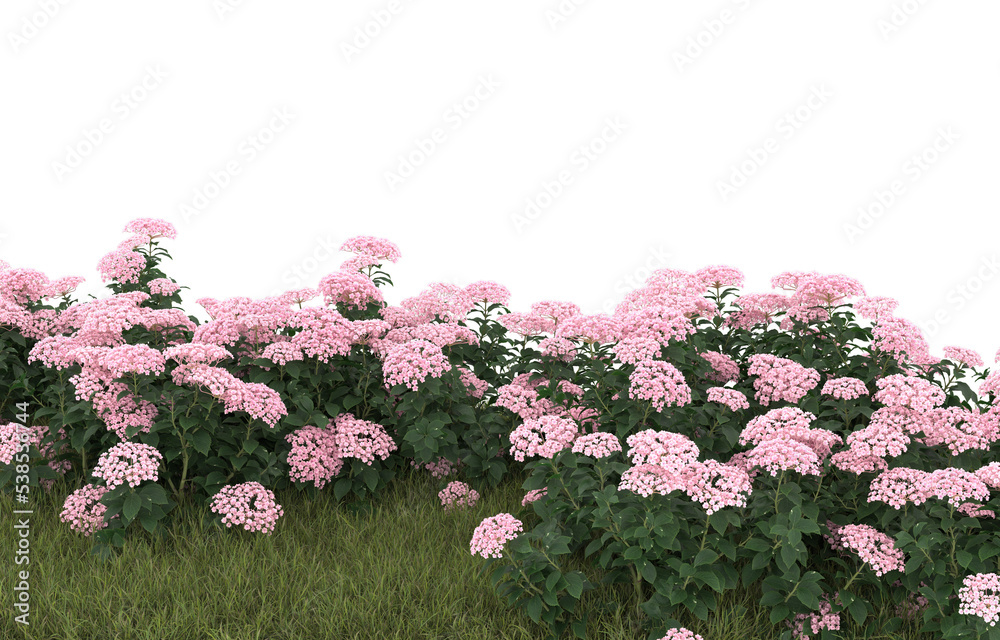 透明背景上有花的草地。三维渲染-插图