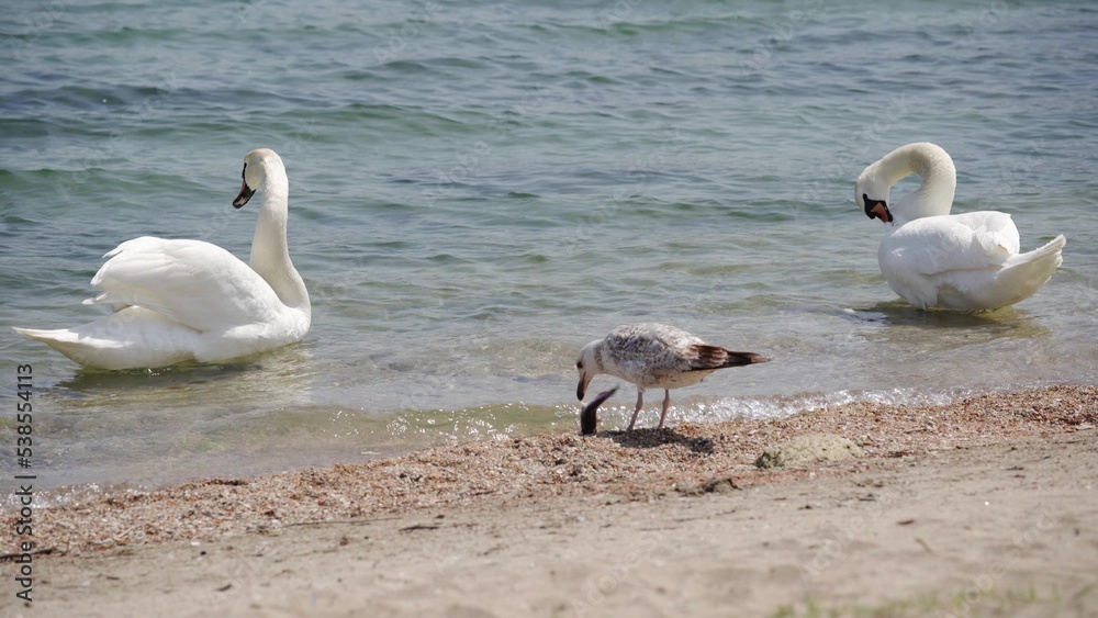 河岸上的白天鹅和几只海鸥。河岸上的鸟。白天鹅在清理他的生命