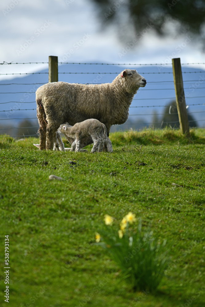水仙花围场里的春天羔羊和绵羊