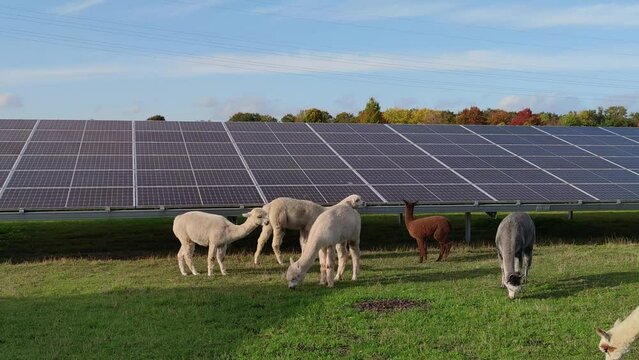 Large solar panel park in The Netherlands with animals