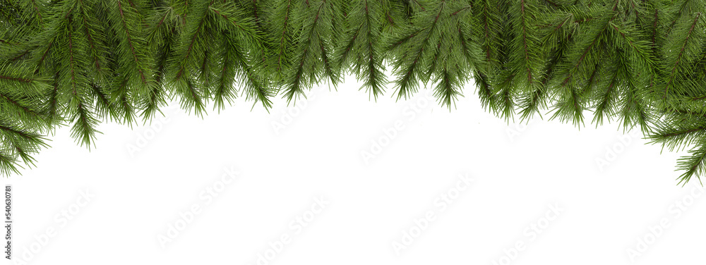 剪出松枝。透明背景上的独立圣诞树绿色云杉。3D渲染