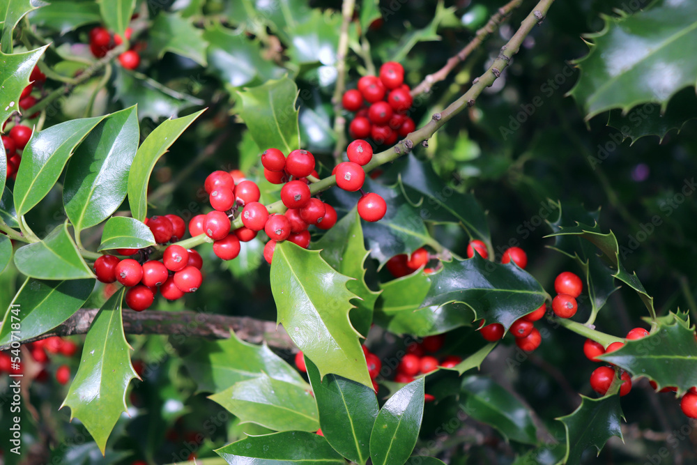 欧洲圣诞节的象征。年冬青树上美丽的红色浆果和锋利的叶子的特写