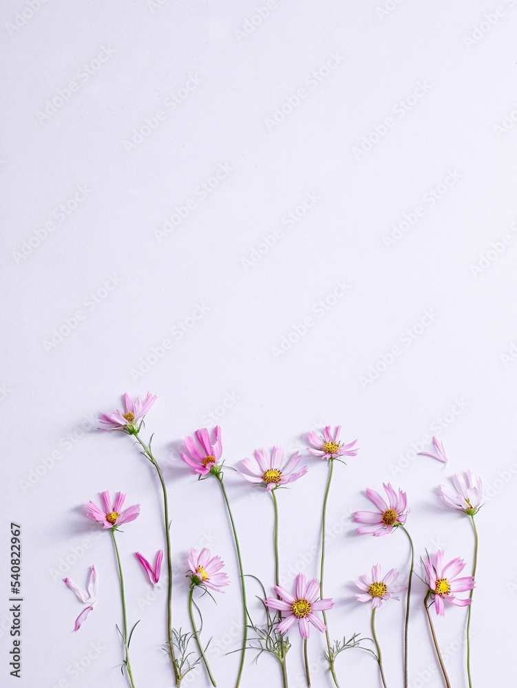 白色背景上的粉红色花园波斯菊花的平面布局-二叶波斯菊