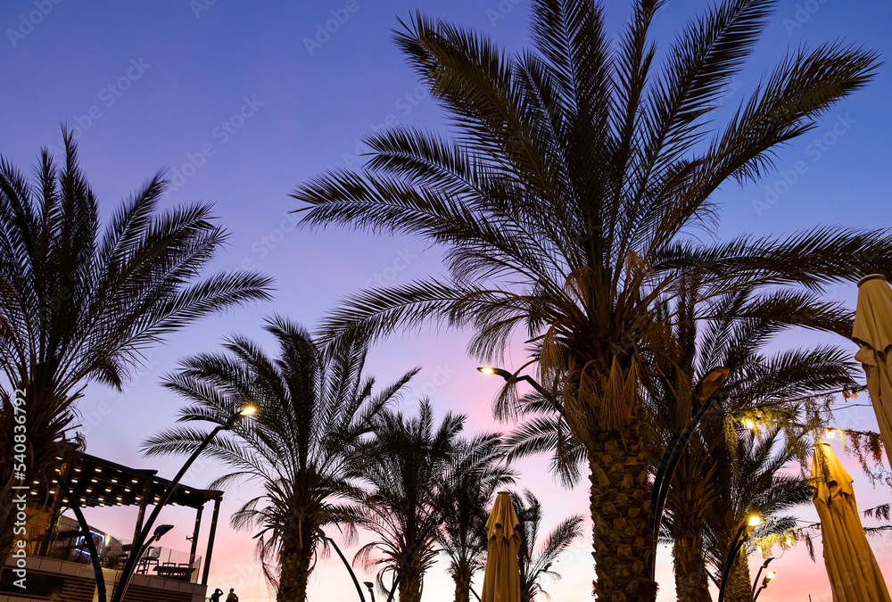 日落天空背景下的棕榈树和城市灯光剪影
