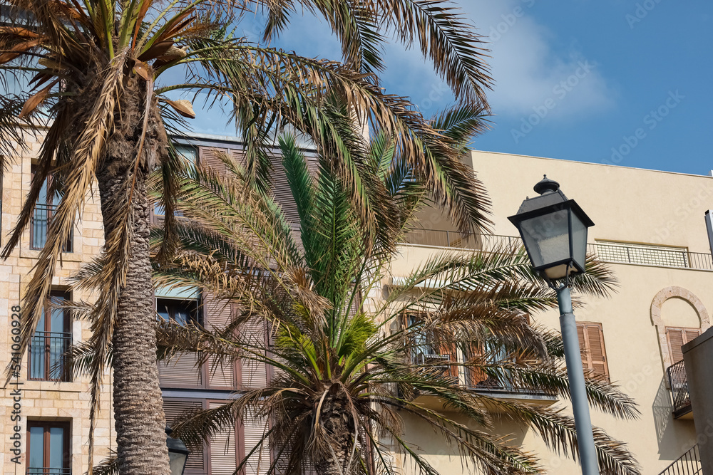 户外建筑附近美丽的棕榈树和路灯