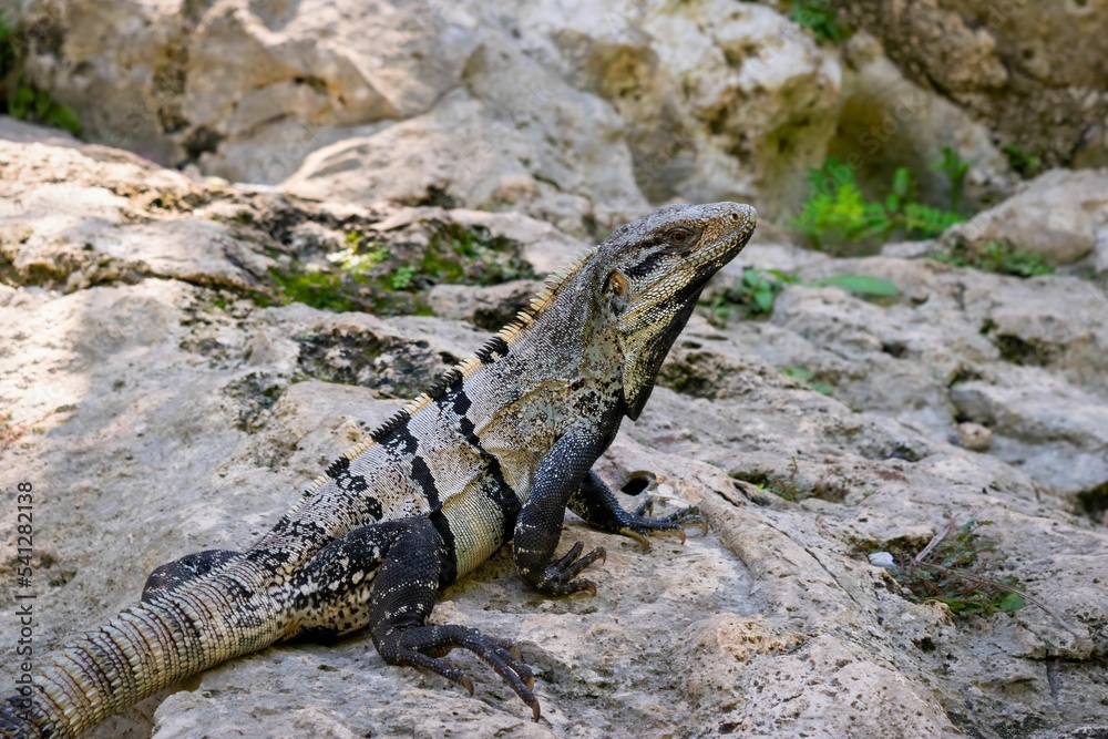 墨西哥图卢姆考古区附近的黑刺尾鬣蜥