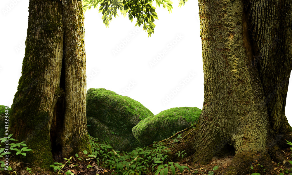 png背景下孤立的长满苔藓的老树干、长满青苔的石头、叶子和树枝