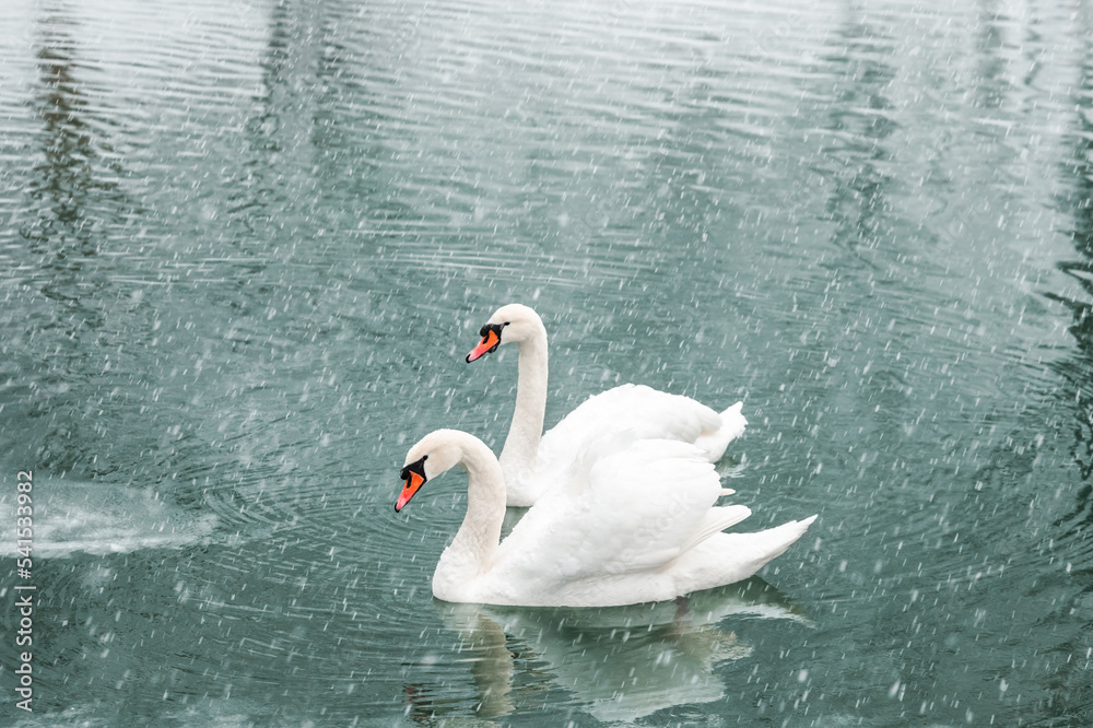 两只白天鹅在冬季湖水中游泳。雪花飘落。动物摄影