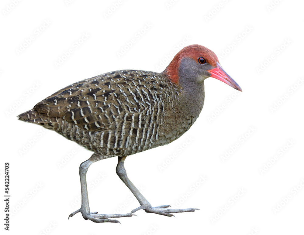 宽胸围栏（Lewinia striata）美丽的鸟，有条纹灰色羽毛，粉红色喙，红色头