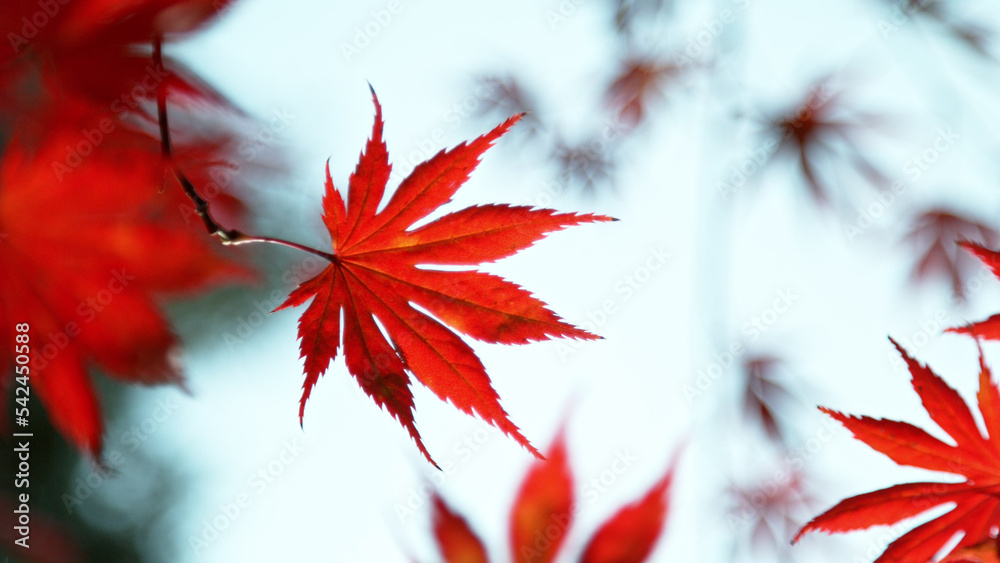 红叶秋枫。