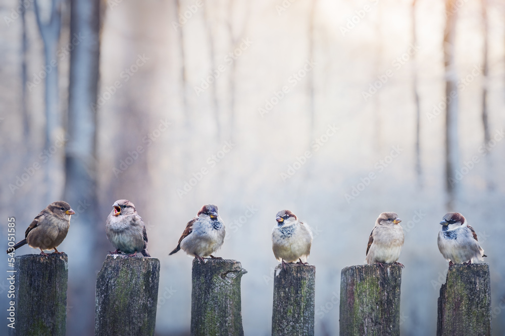 木制围栏上的麻雀排成一排。鸟类摄影
