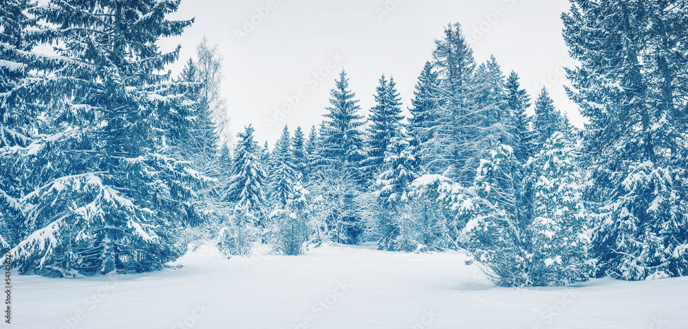 云杉林全景，冷杉被松软的雪覆盖。