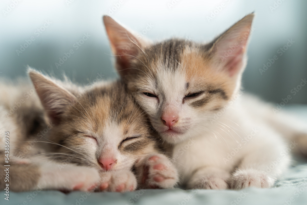 两只可爱的小猫互相拥抱。英国短毛猫。