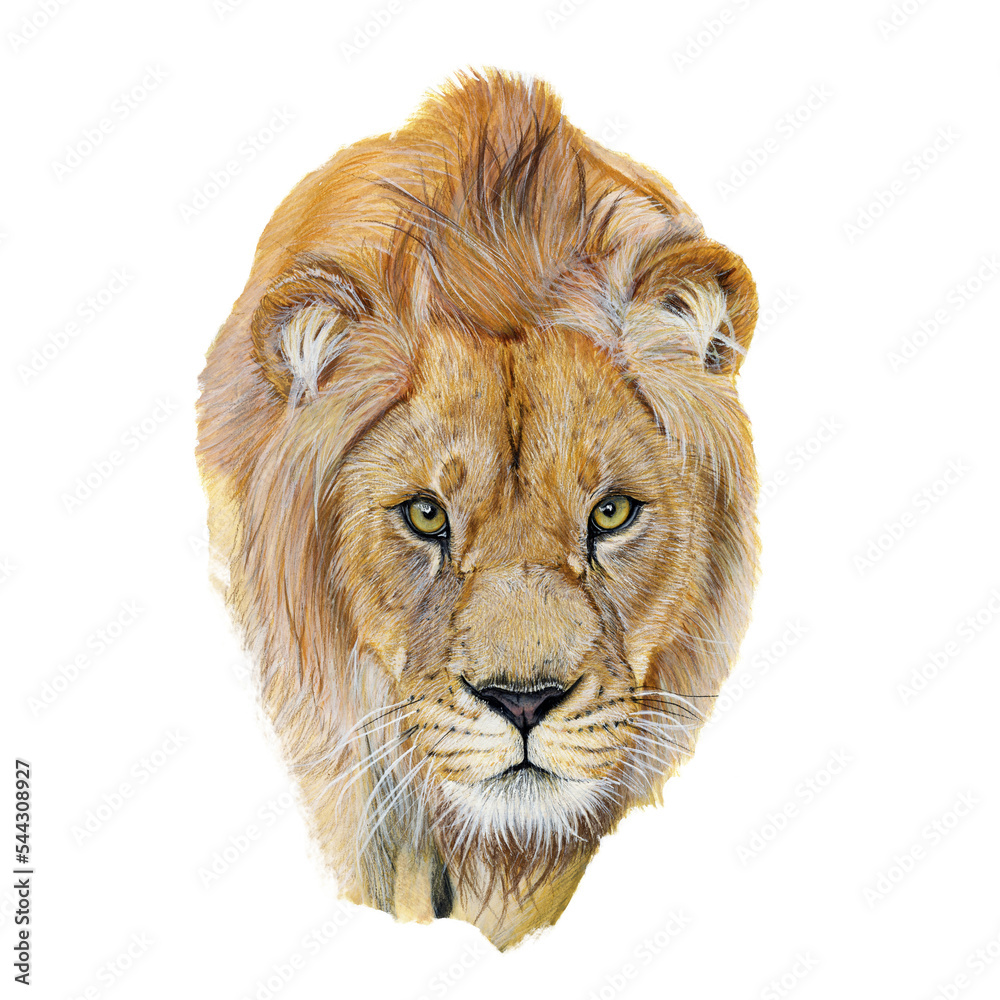 白底水彩画的狮子
