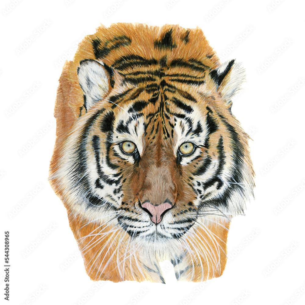 白色背景水彩画的老虎