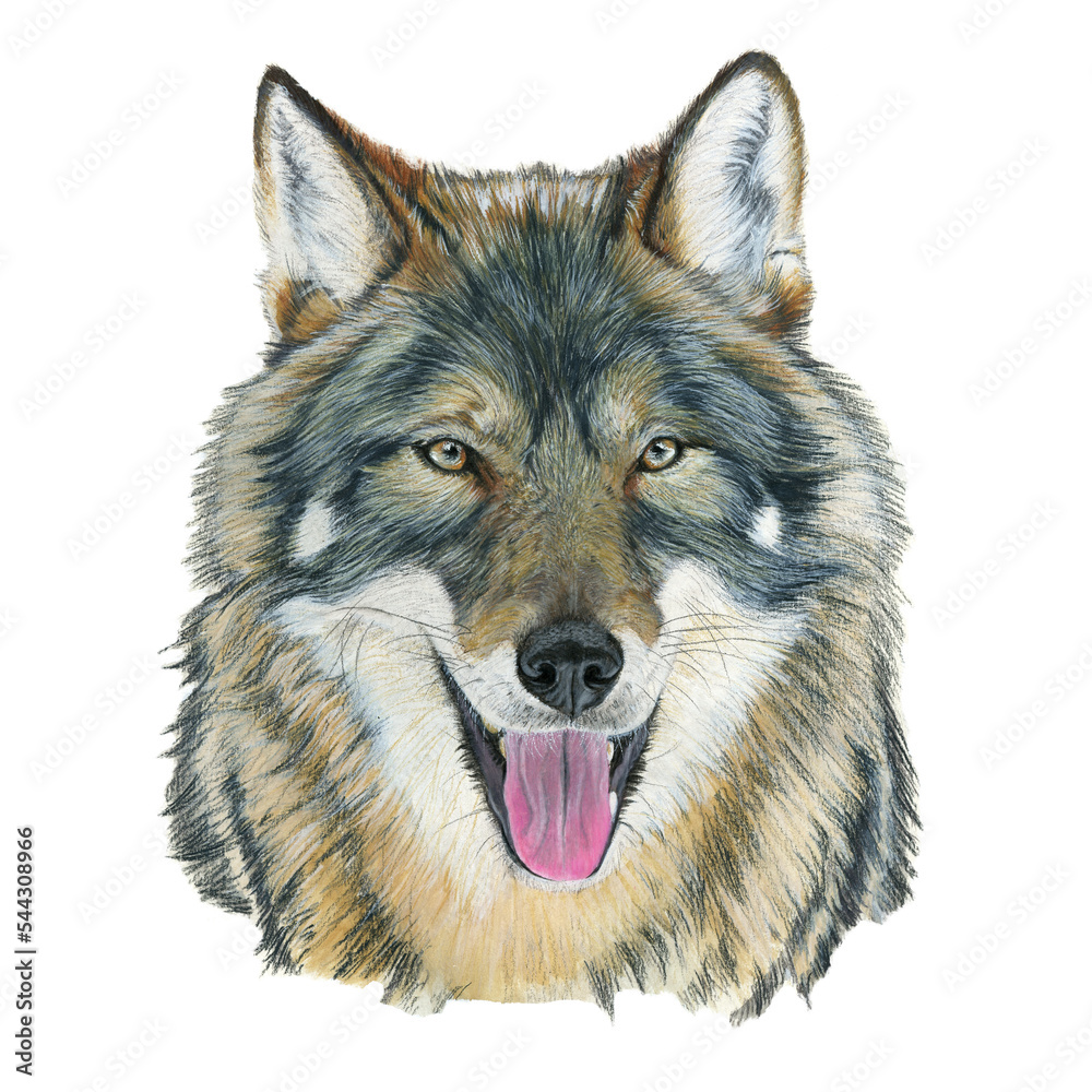 Wolf drawn in watercolor on a white background