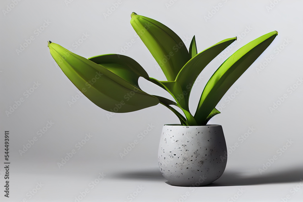 白色背景下隔离的混凝土花瓶中的装饰性香蕉植物。3D渲染，插图。