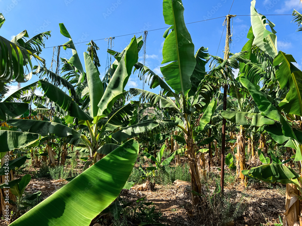 晴天在热带花园种植香蕉树