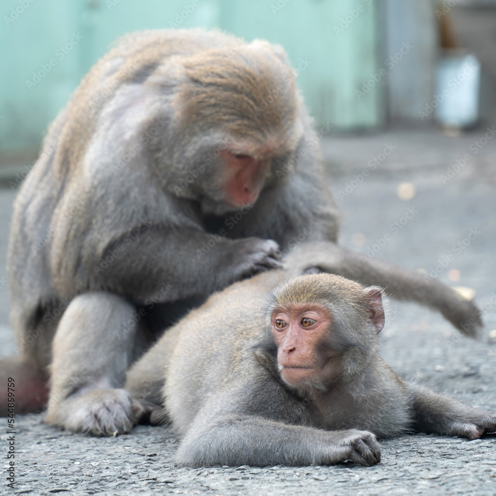 台湾猕猴，台湾岩猴在野外也命名为台湾猕猴。