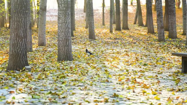 Magpie walks on the ground full of fallen leaves