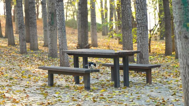 Magpie walks on the ground full of fallen leaves on wooden table and chairs in autumn