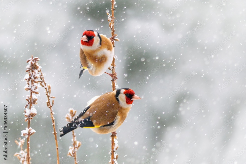 大雪中，欧洲芬奇鸟栖息在树枝上，美丽的冬季景色