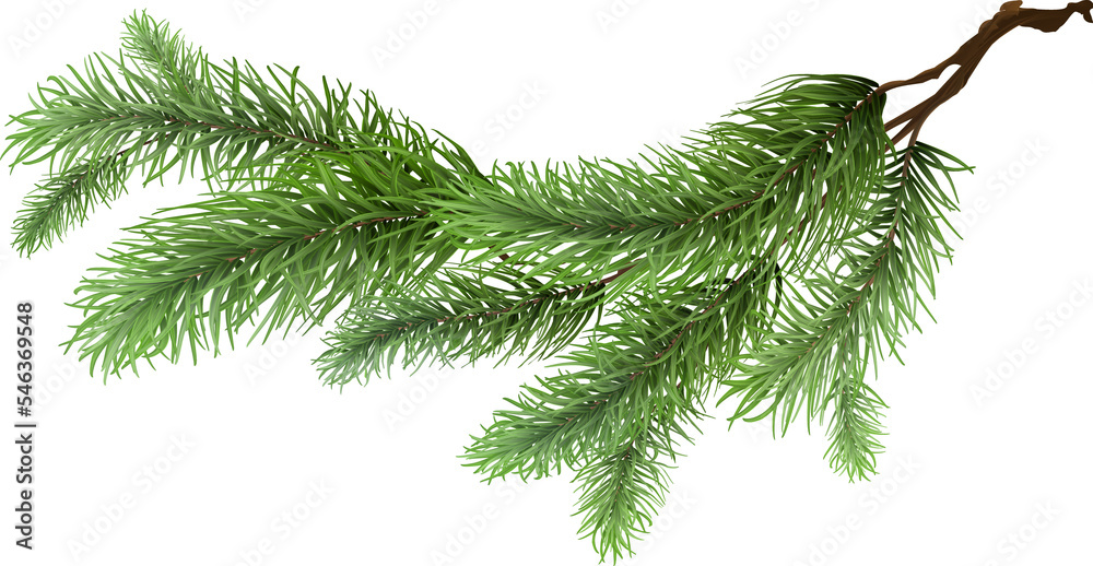 云杉树枝，孤立的写实装饰树，圣诞快乐装饰，松树插图，枞树