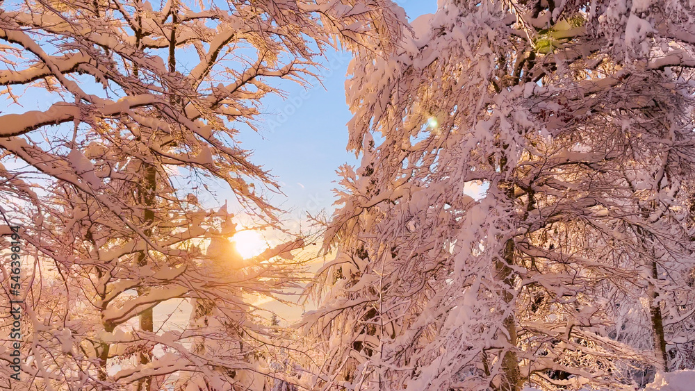 特写：冬天的阳光透过刚刚被雪覆盖的森林树木窥视