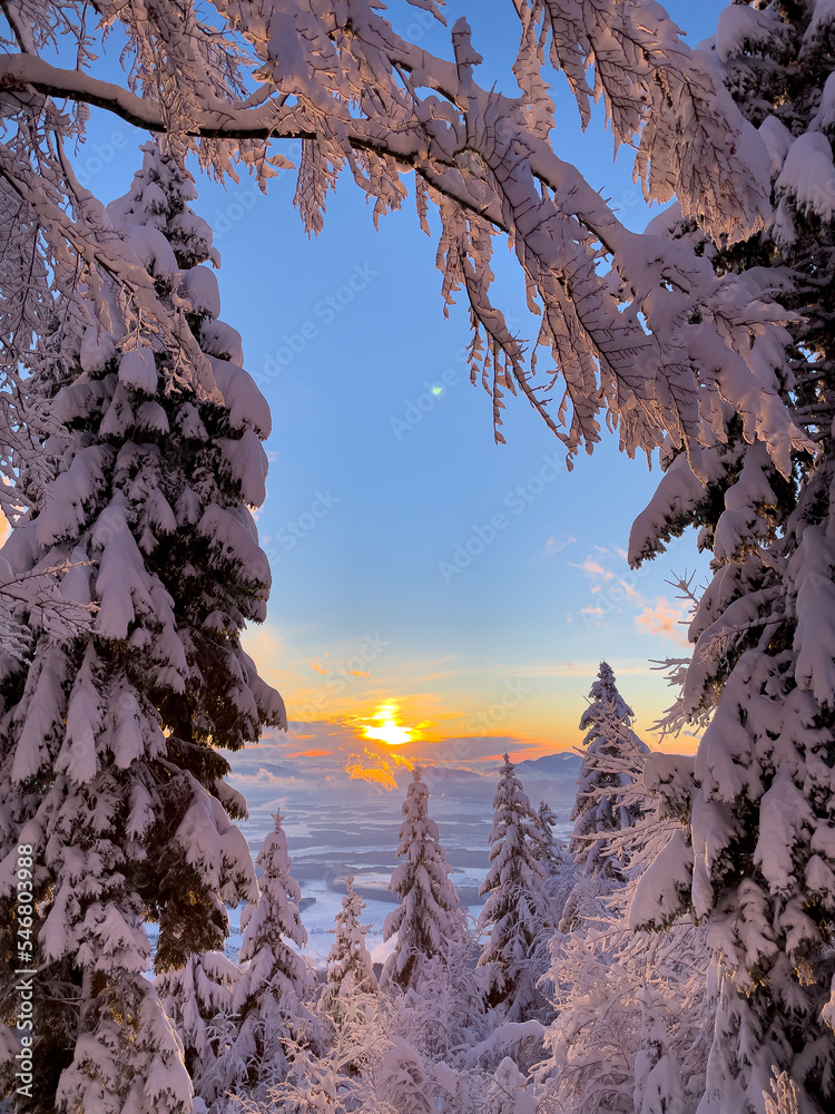 雪覆盖的山谷上冬日落日的美丽树枝框架视图