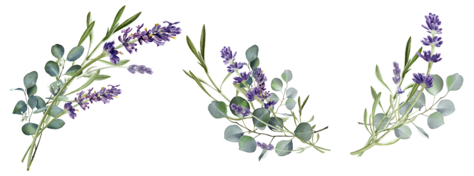 水彩桉树叶子和薰衣草花插画。花卉框架，边框花束套装。绿色花环。婚礼邀请函。普罗旺斯剪贴画，透明背景隔离