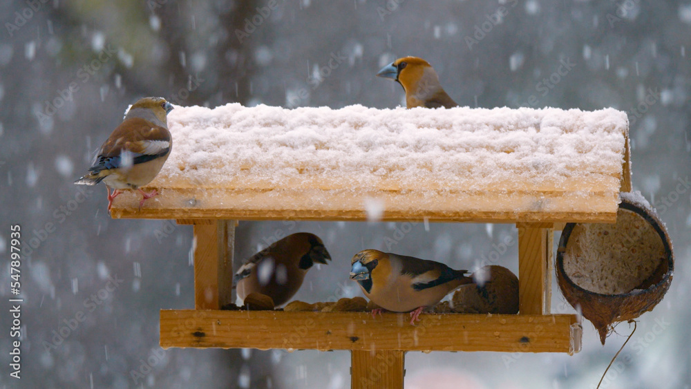 特写：在一个下雪的冬日，五颜六色的燕雀参观花园鸟舍