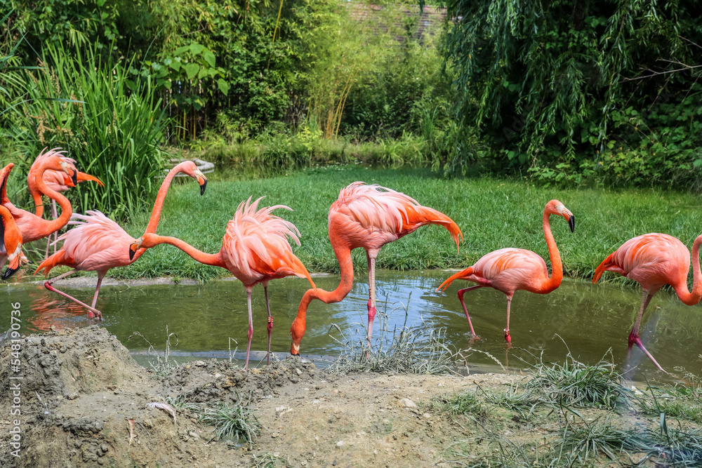 动物园里美丽的粉红色火烈鸟