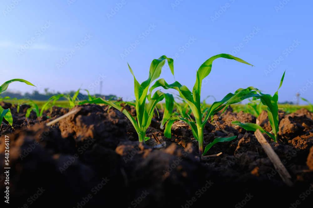清晨，农业玉米地里的青玉米被露水淋湿，动物饲料农业