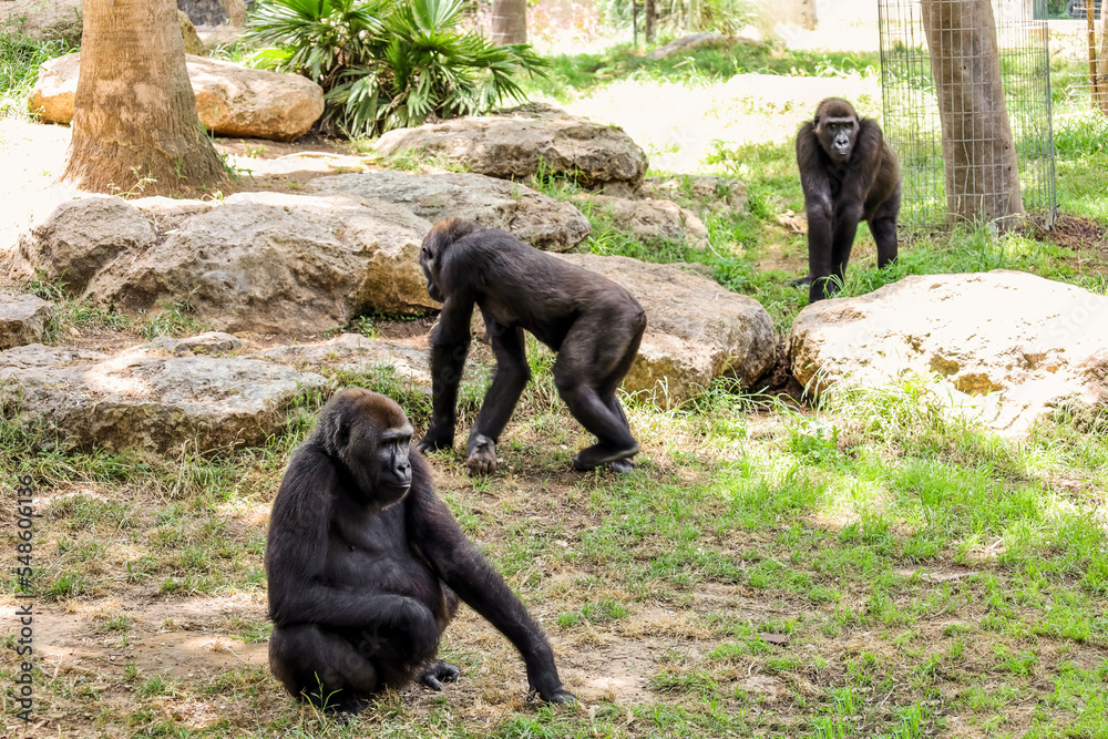 动物园里有趣的大猩猩