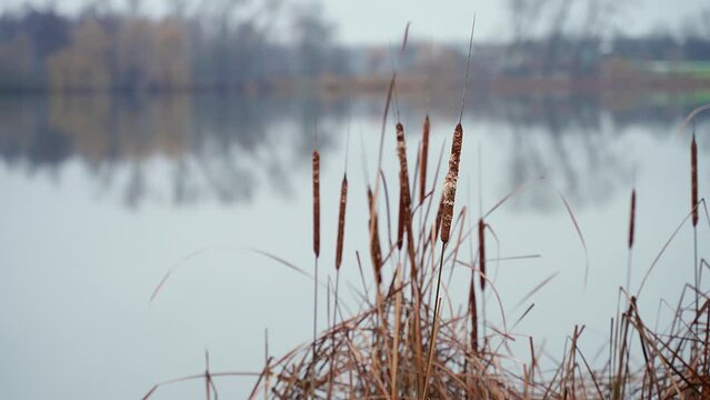 autumn landscape, the shore of a large lake. the reed moves with the wind. foggy autumn cold weather. the beginning of winter in the suburbs. empty river birch in cold rainy weather