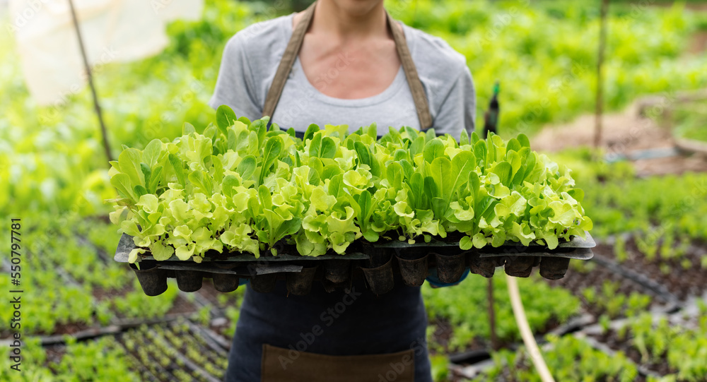 Woman farmers hand harvest fresh salad vegetables in hydroponic plant system farms in the greenhouse