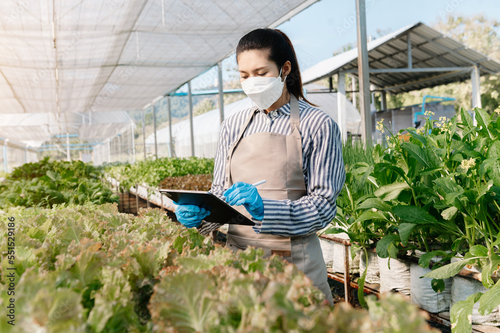 亚洲农民在温室种植园中使用手持平板电脑和有机蔬菜水培。F