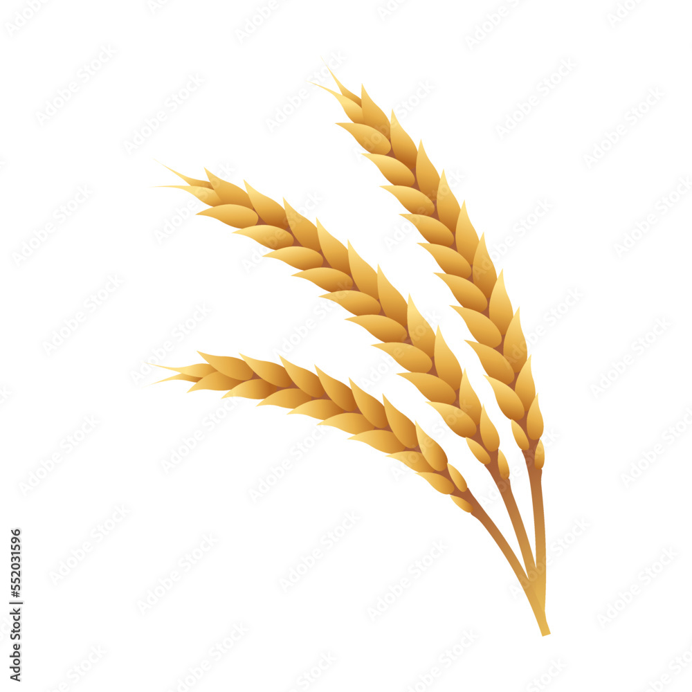 金黄色成熟小麦，大麦穗带谷粒。酿酒厂、面包店、面粉生产用全秆