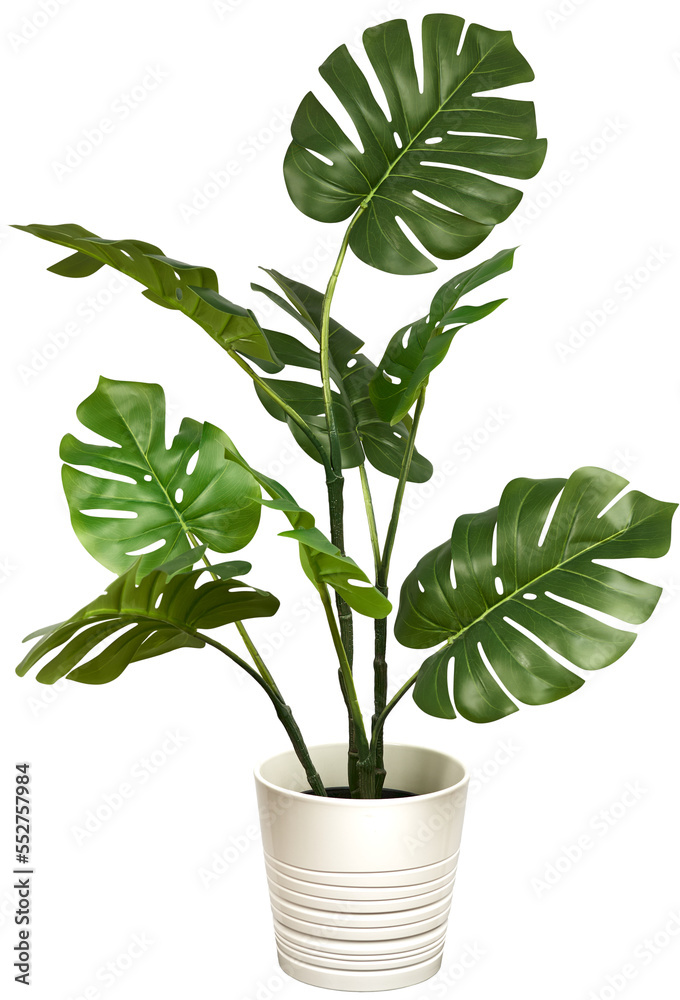 Monstera in a pot isolated. Monstera bush on a white background.