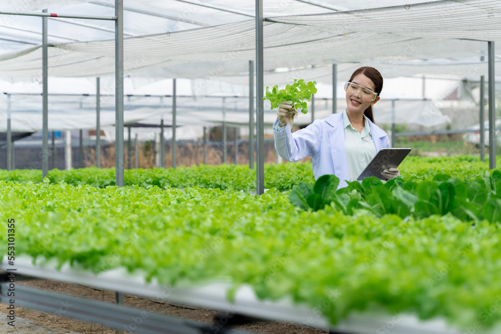 亚洲科学家正在水培种植系统中测试蔬菜的生长。